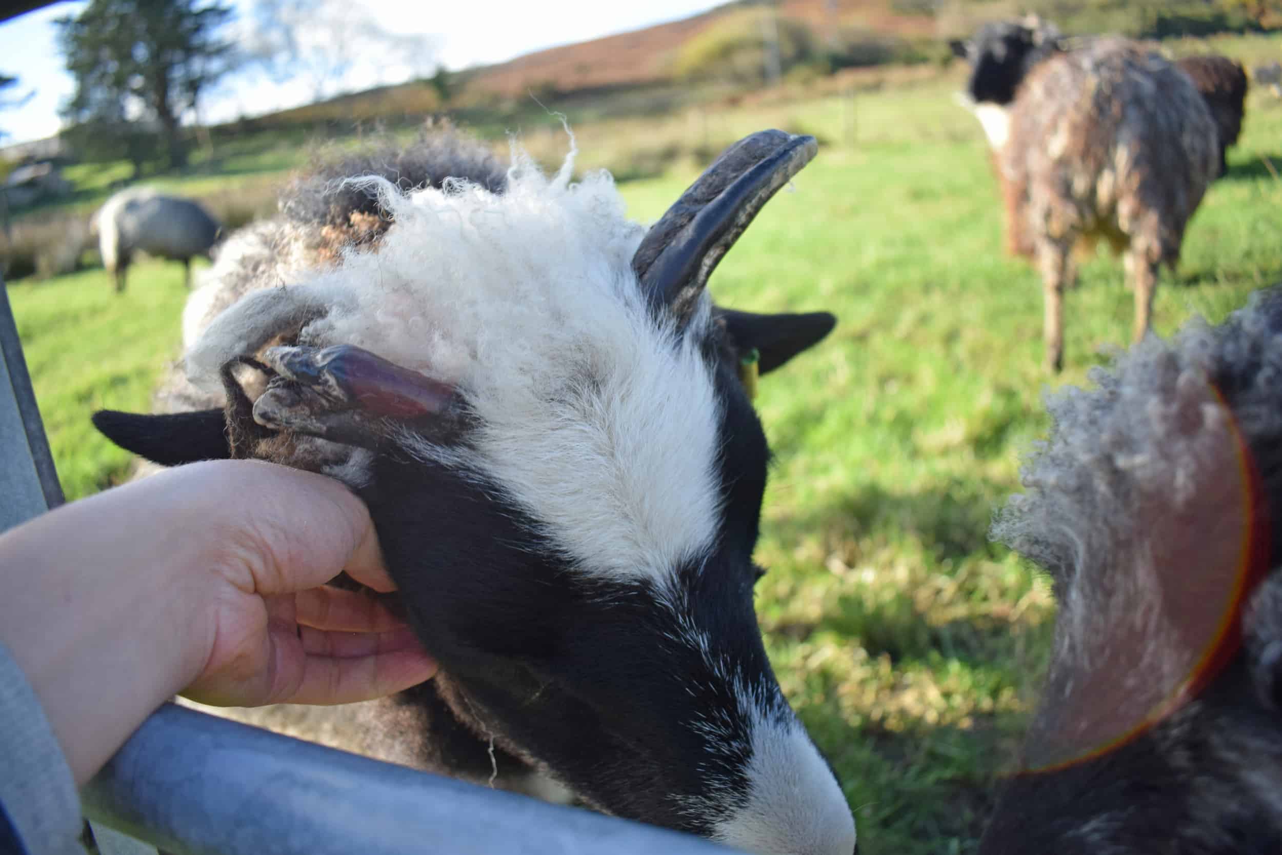 Holly pet lamb sheep jacob cross shetland spotted black grey white wales gwynedd kids farm life horns