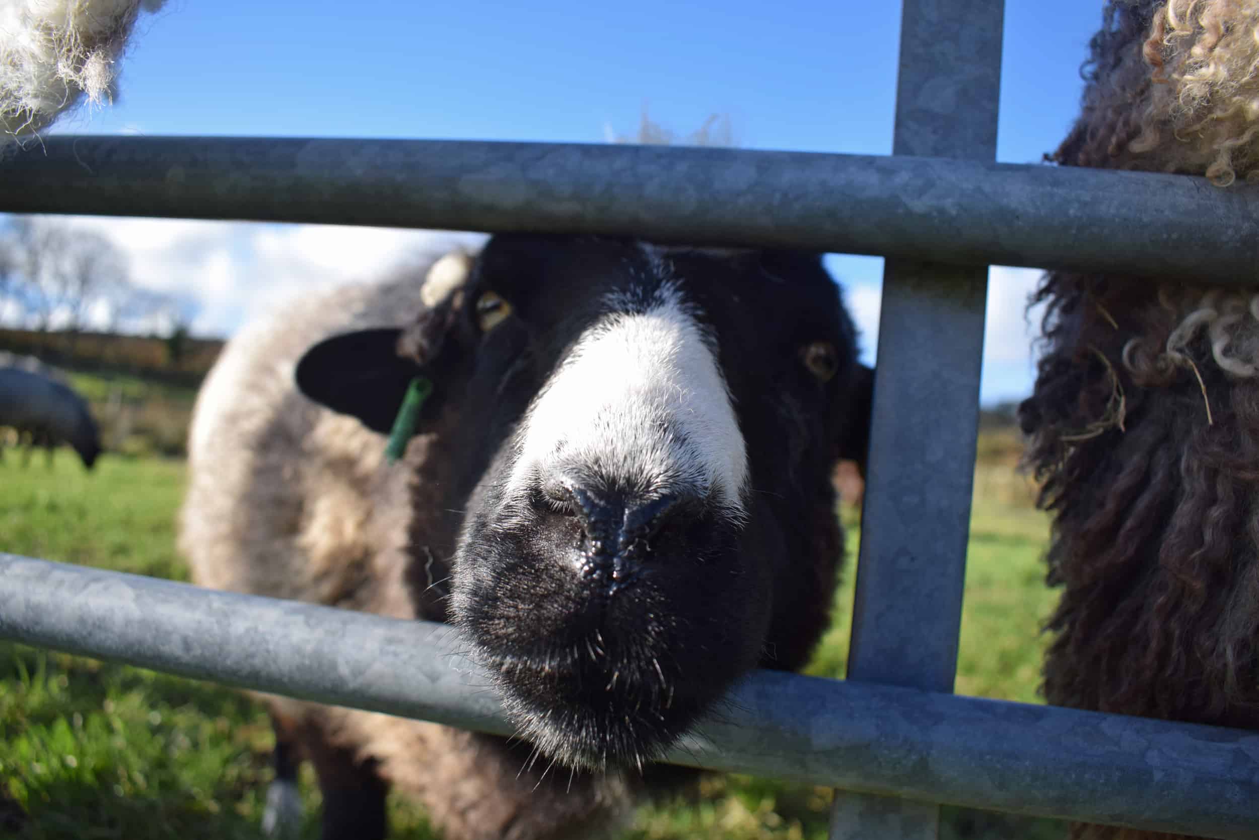 Holly feed me pet lamb sheep jacob cross shetland spotted black grey white wales gwynedd british wool gifts homeware
