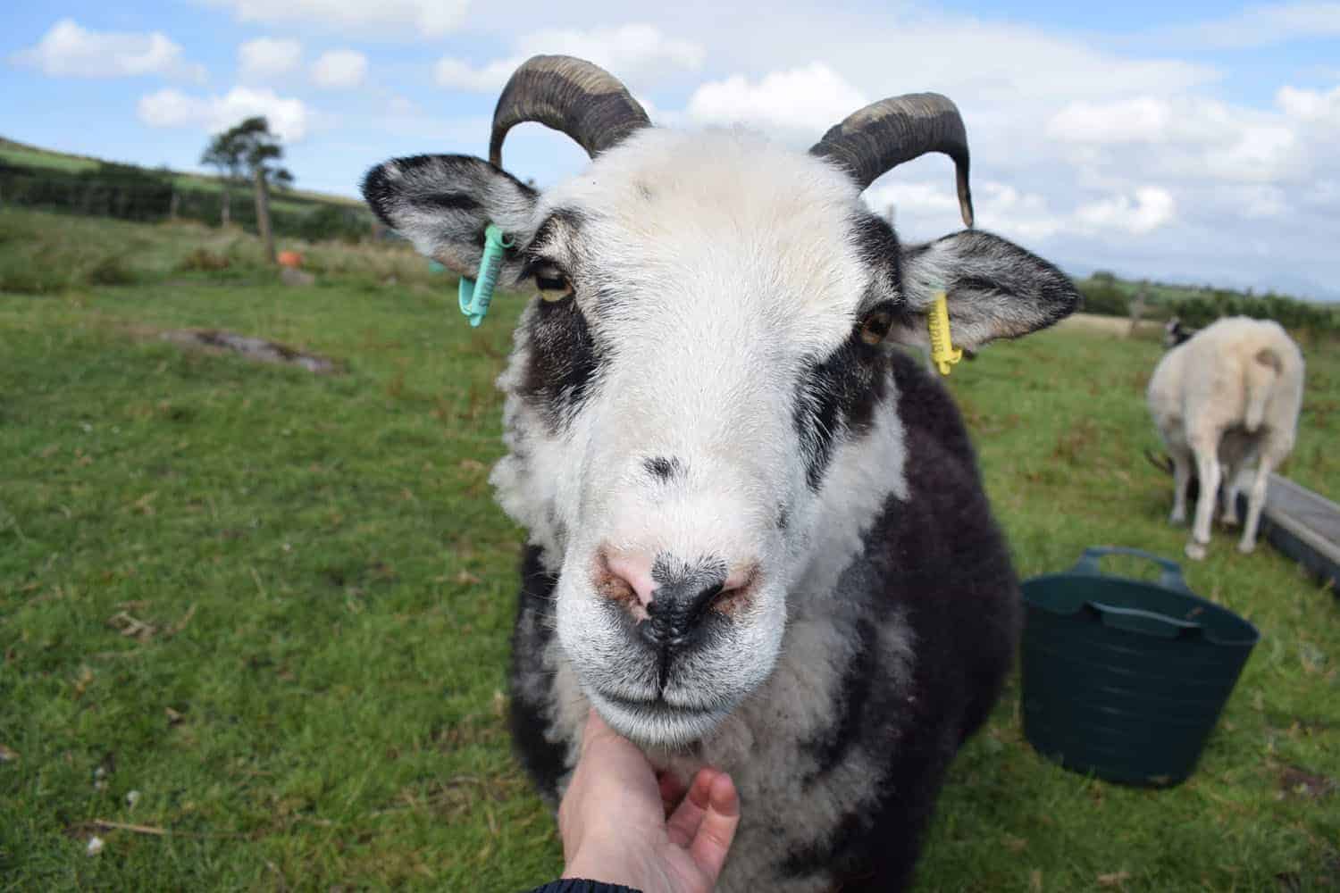 patchwork sheep blossom soay cross shetland sheep