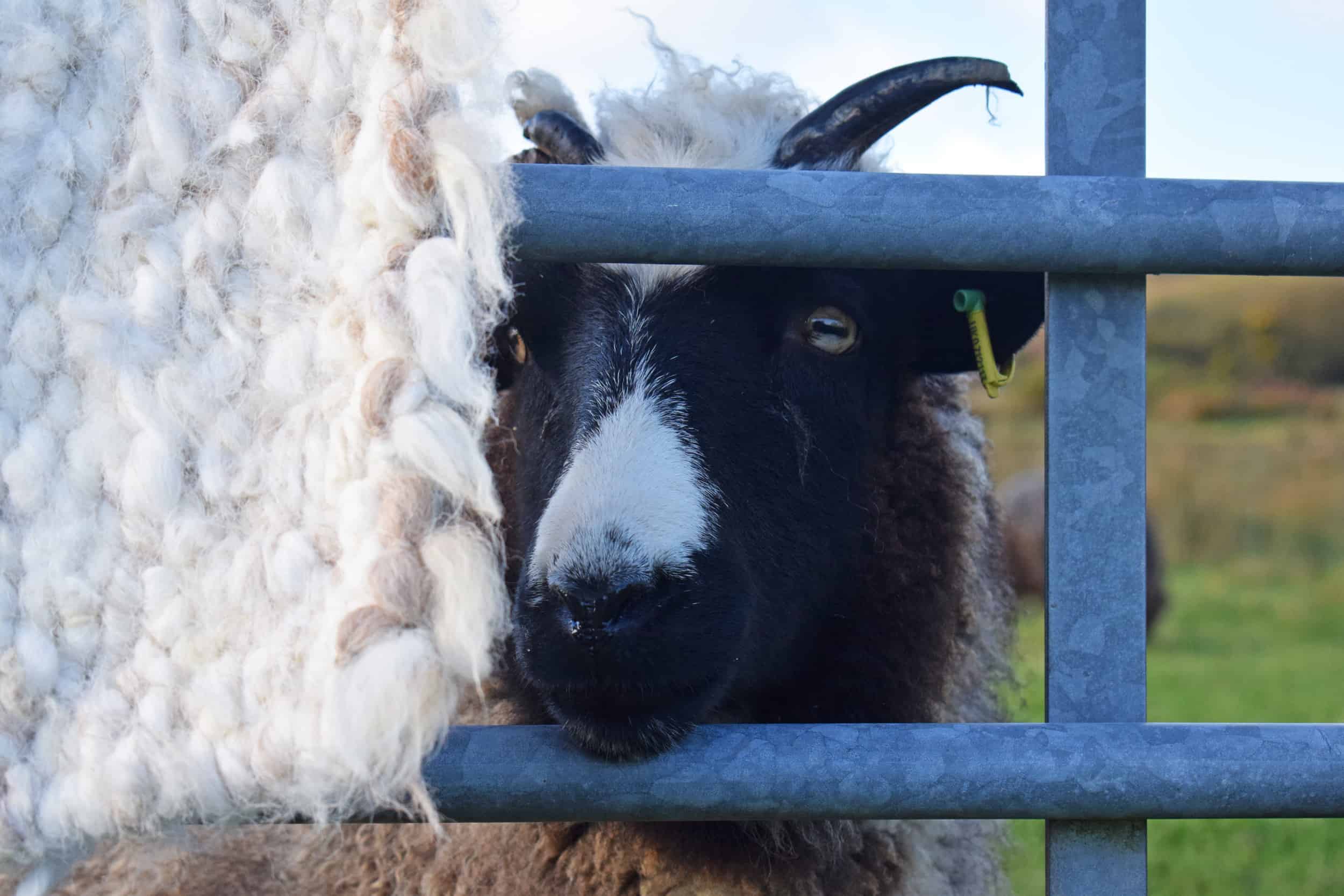 Holly pegloom pet lamb sheep jacob cross shetland spotted black grey white wales gwynedd british wool gifts homeware