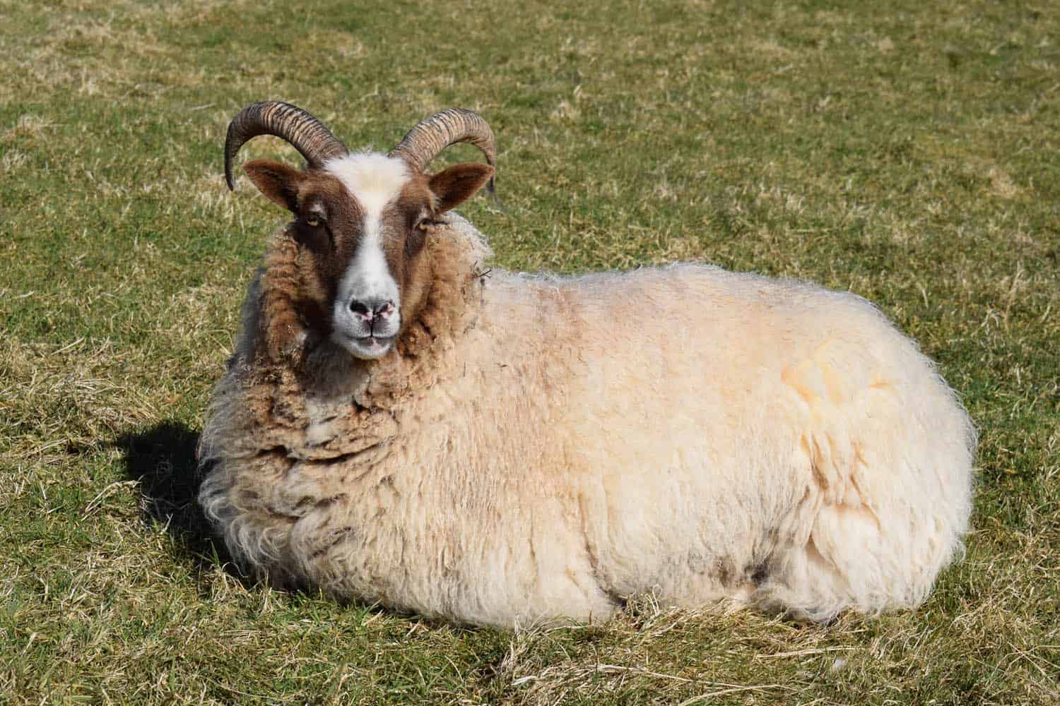 Marmalade moorit spotted patchwork sheep ethical wool soay shetland jacob sheep fleece
