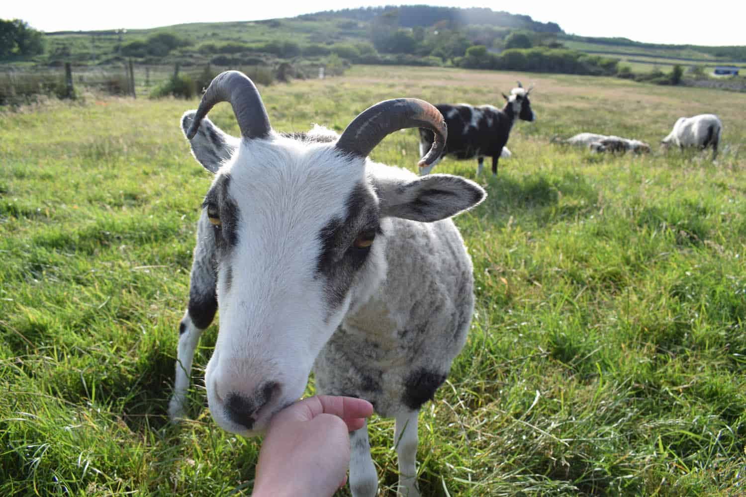 Rhubarb wool badgerface spotted sheep primitive shetland soay crossbreed