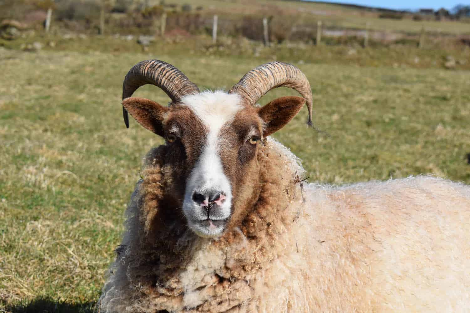 Marmalade moorit spotted patchwork sheep ethical wool soay shetland jacob sheep portrait