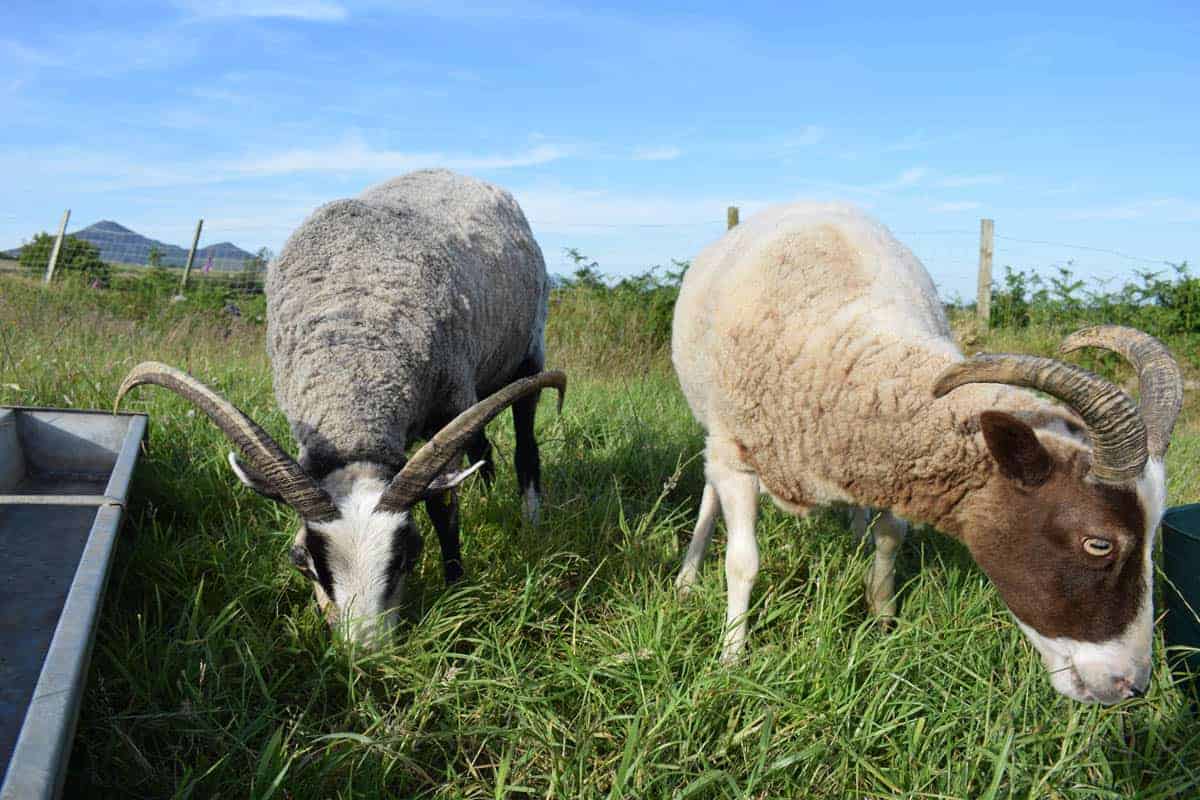 Poppy hornes shorn sheep katmoget badgerface shetland cross jacob sheep lamb cute