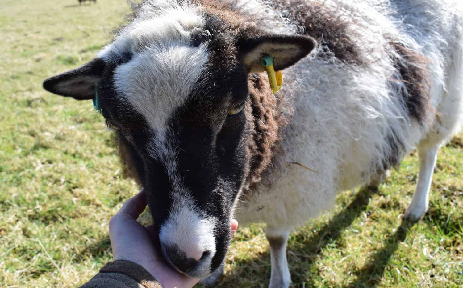 patchwork sheep pet soay cross shetland spotted ewe Fern