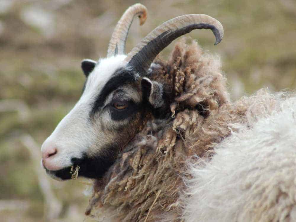 Poppy katmoget badgerface shetland cross jacob sheep lamb cute yearling sheep