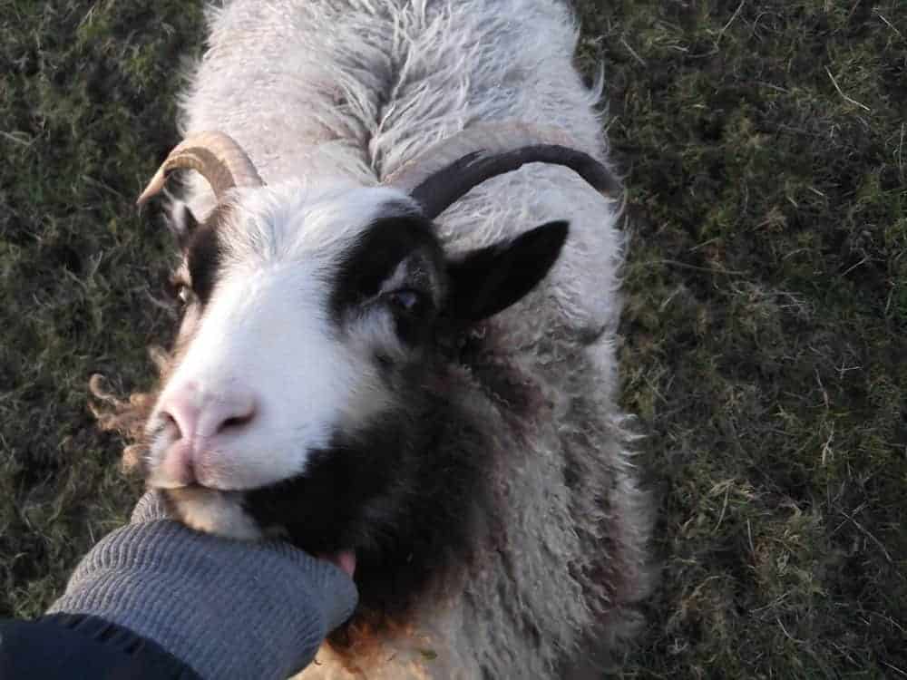Poppy katmoget badgerface shetland cross jacob sheep lamb cute farm life