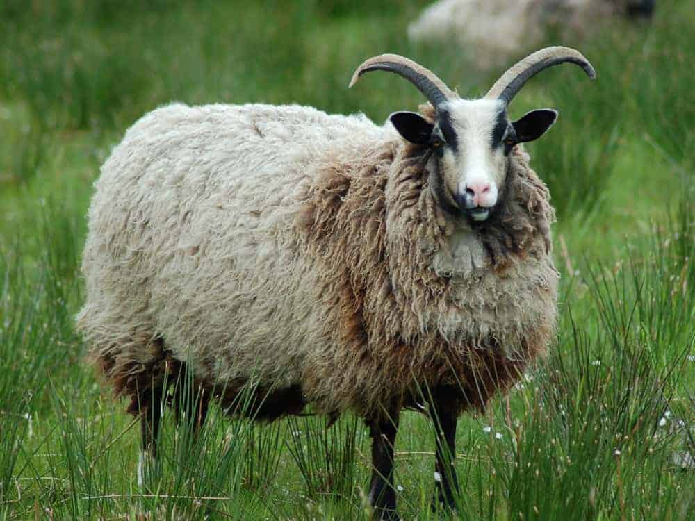 Poppy katmoget badgerface shetland cross jacob sheep amazing fleece wool