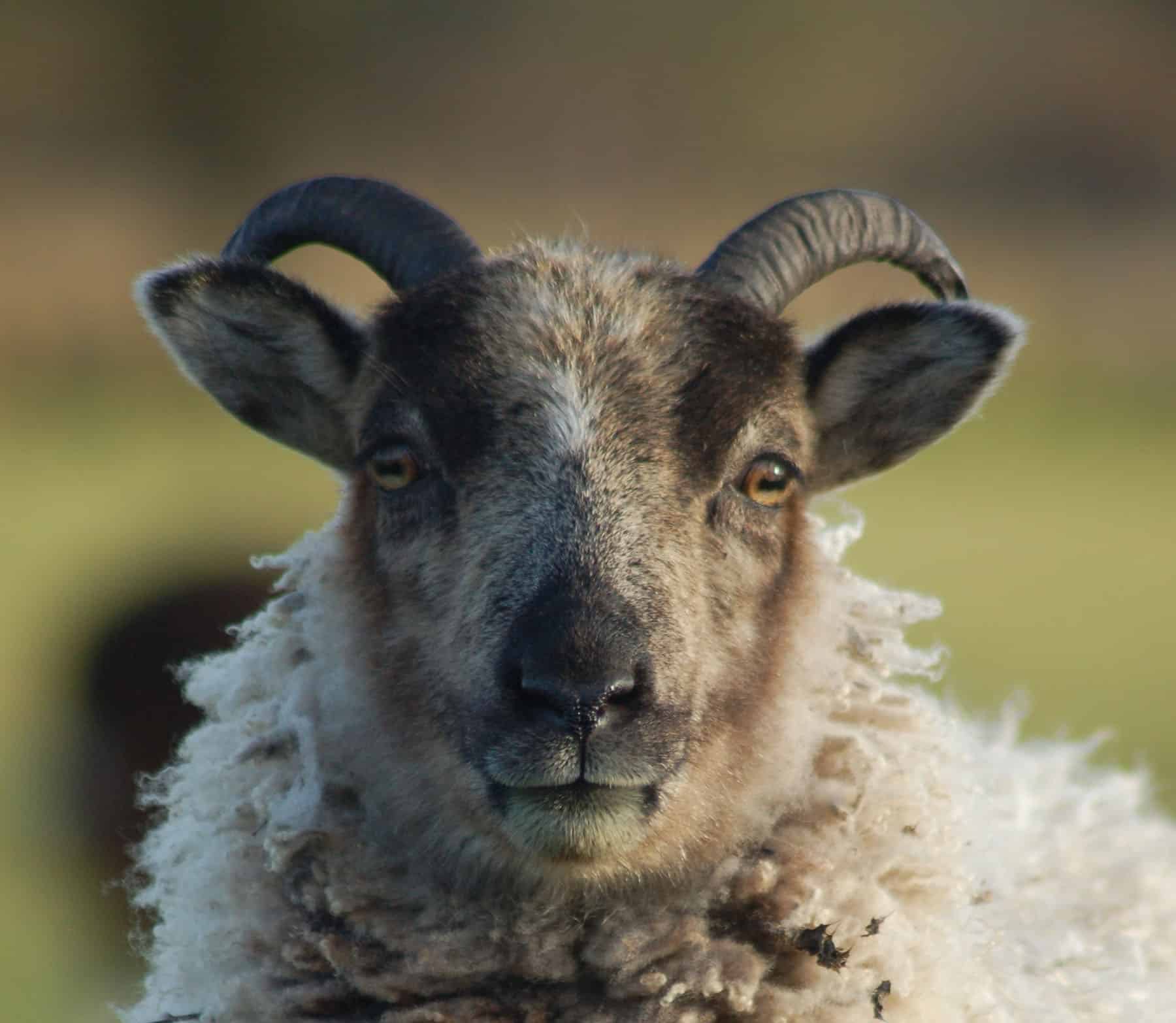 Daisy soay cross shetland sheep patchwork sheep badgerface 4