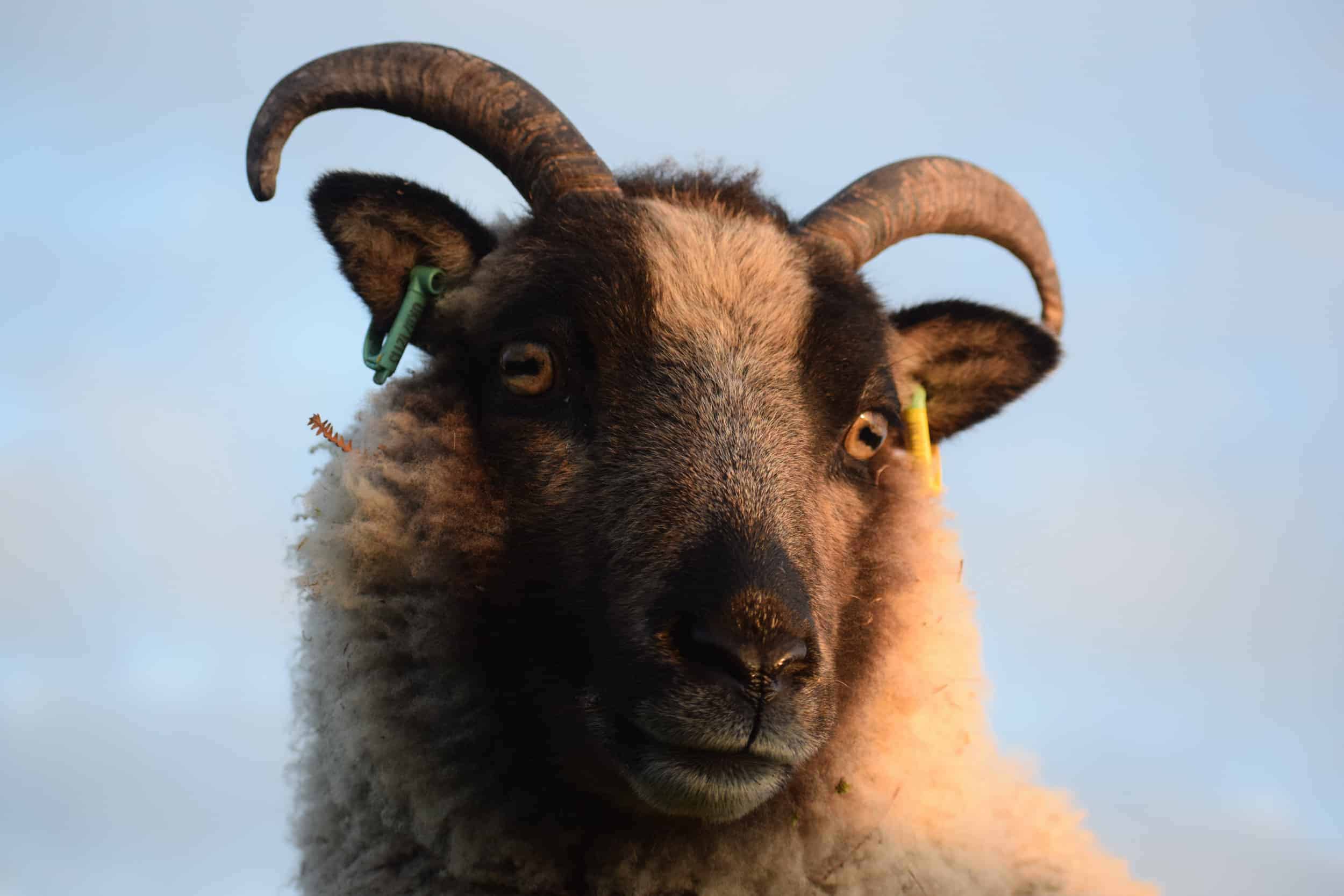 Daisy soay cross shetland sheep patchwork sheep badgerface 7