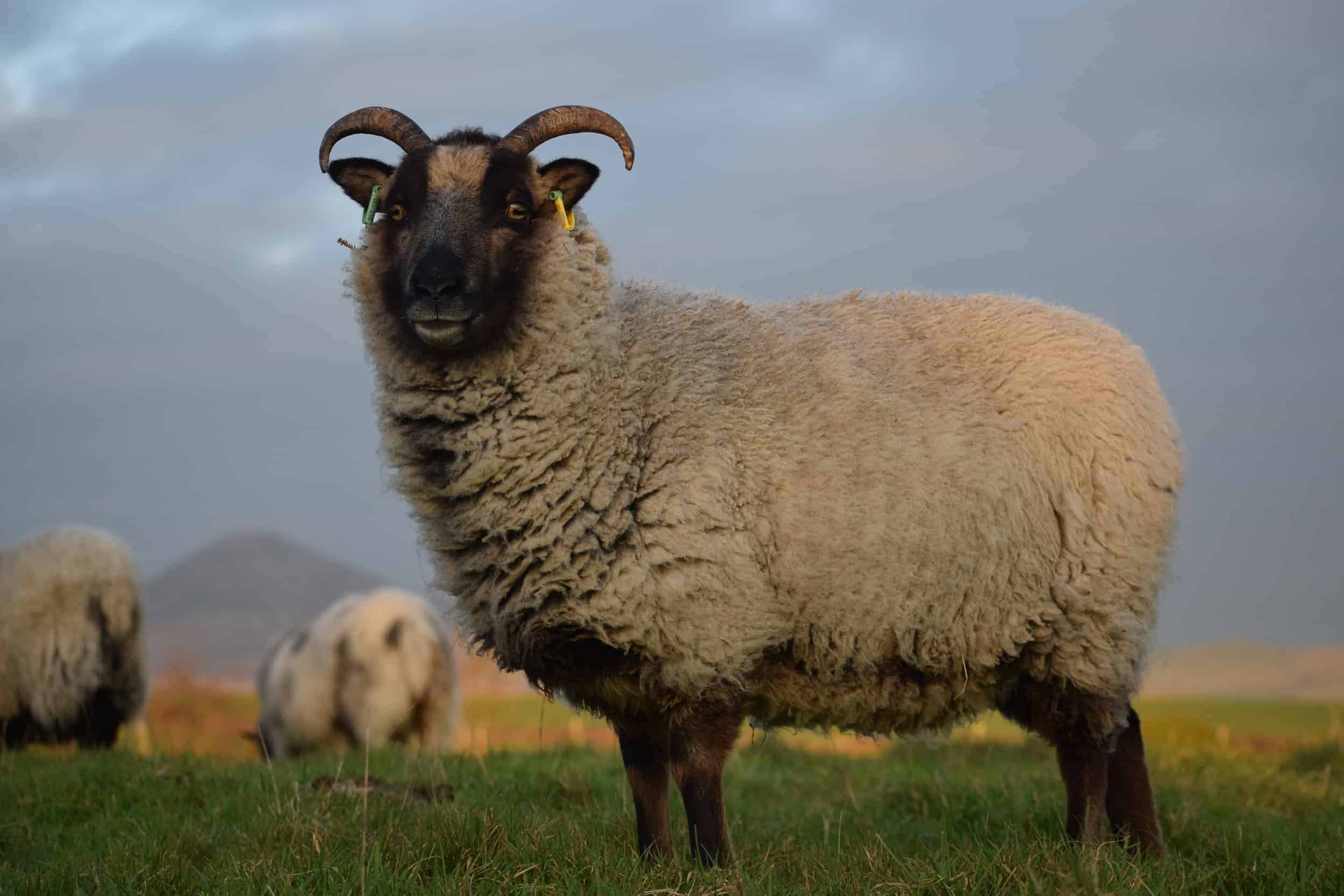 Daisy soay cross shetland sheep patchwork sheep badgerface 6