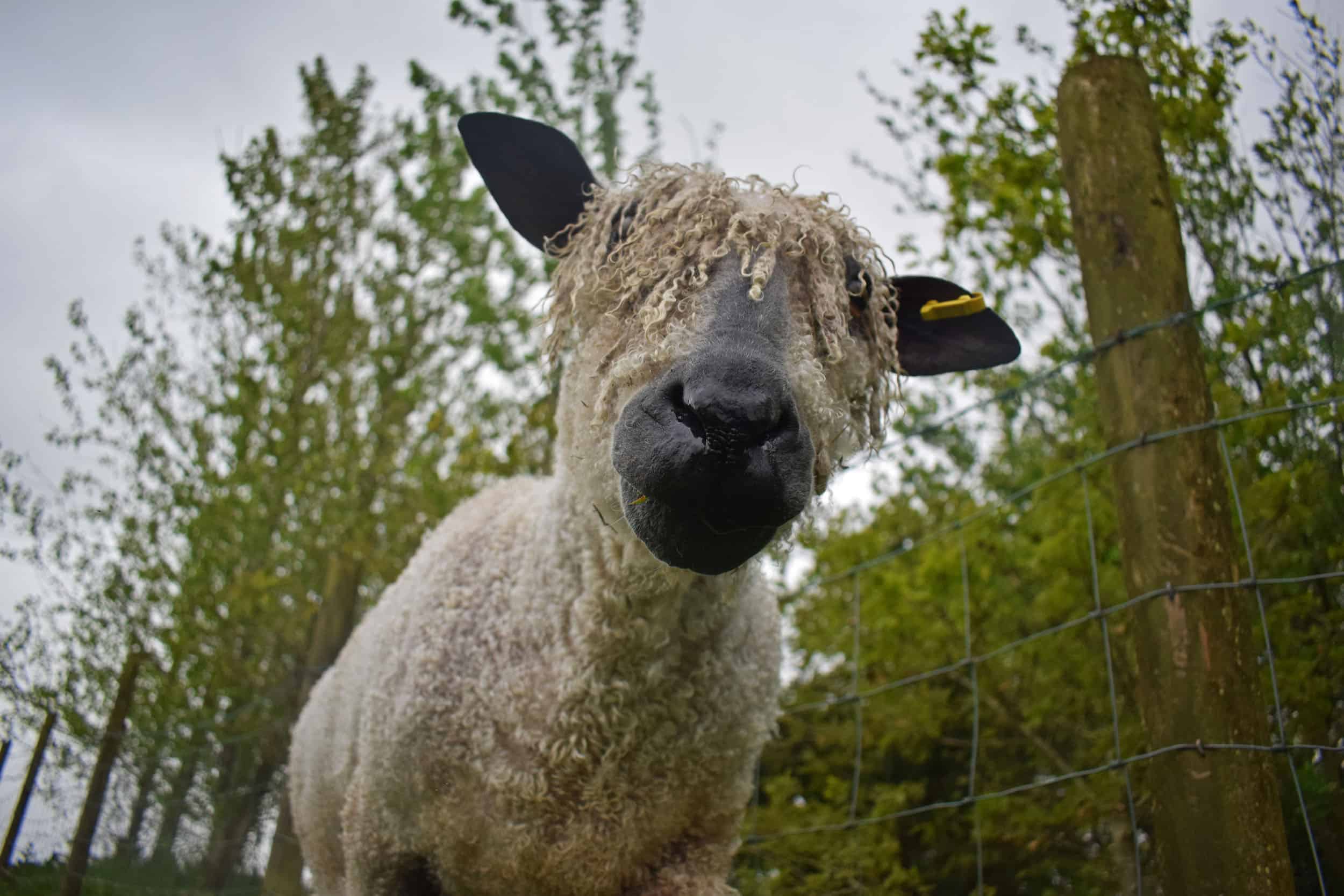 Hagrid wensleydale sheep ewe patchwork sheep wool 3