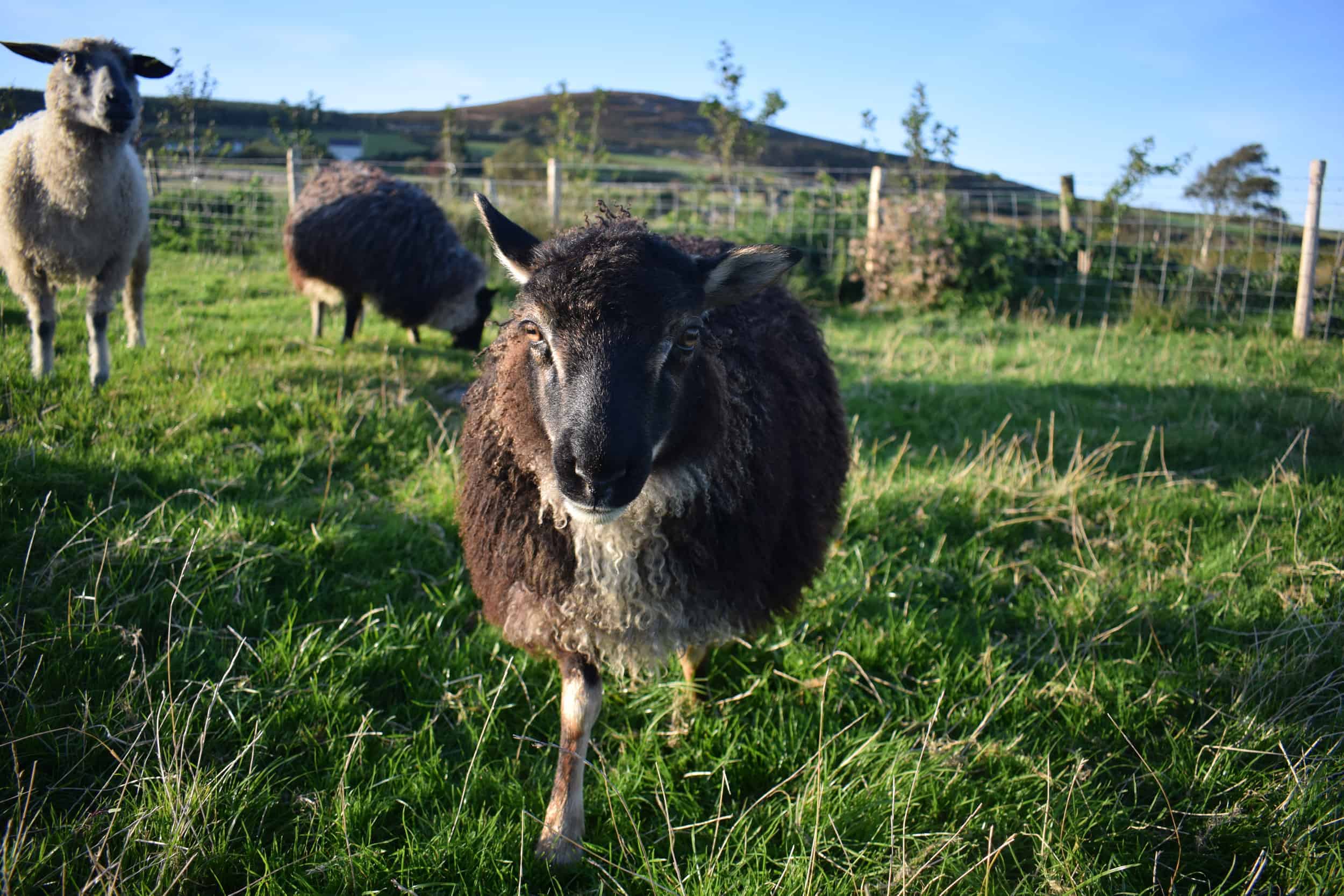 frosted mouflon lamb