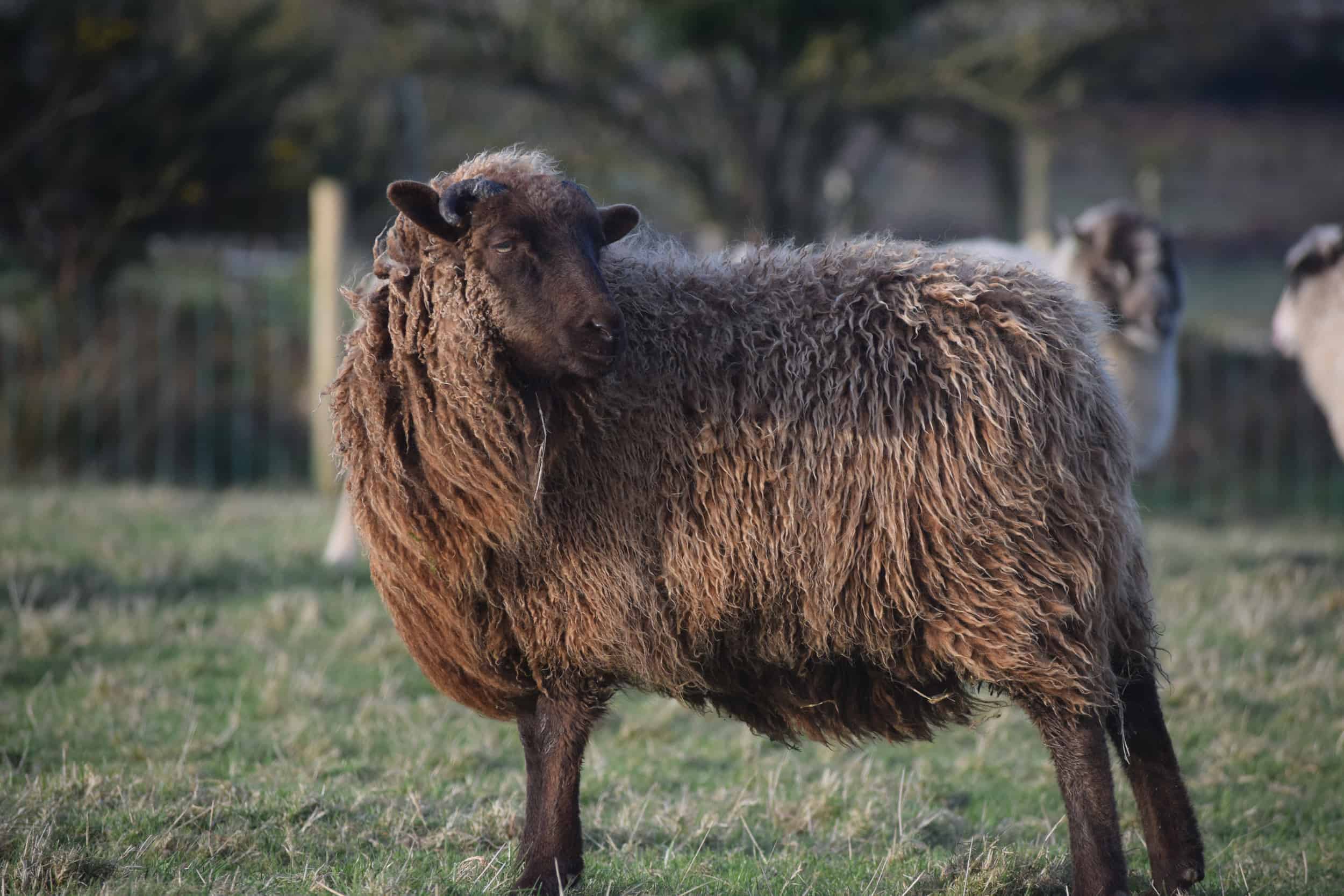 moorit brown sheep