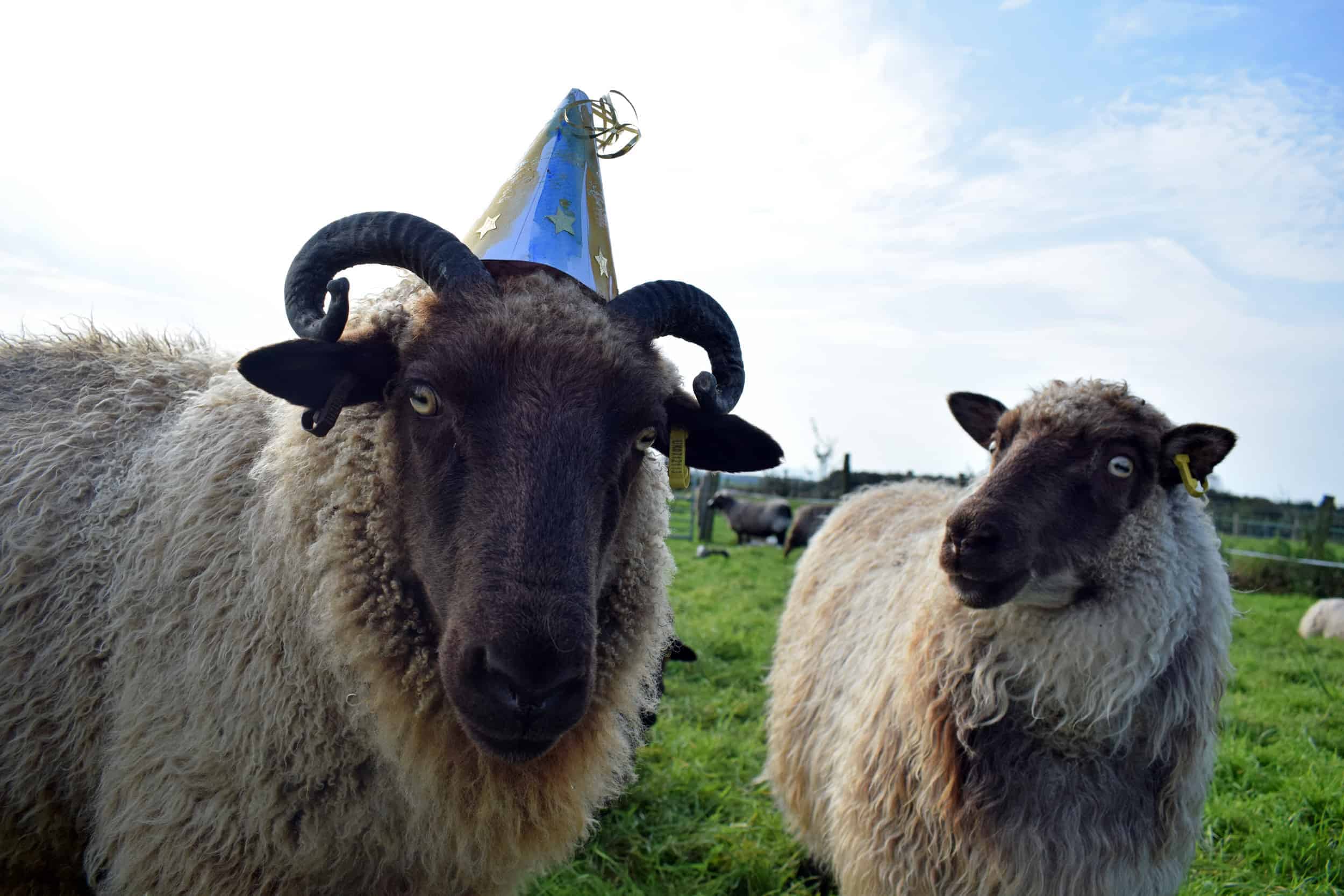 birthday sheep