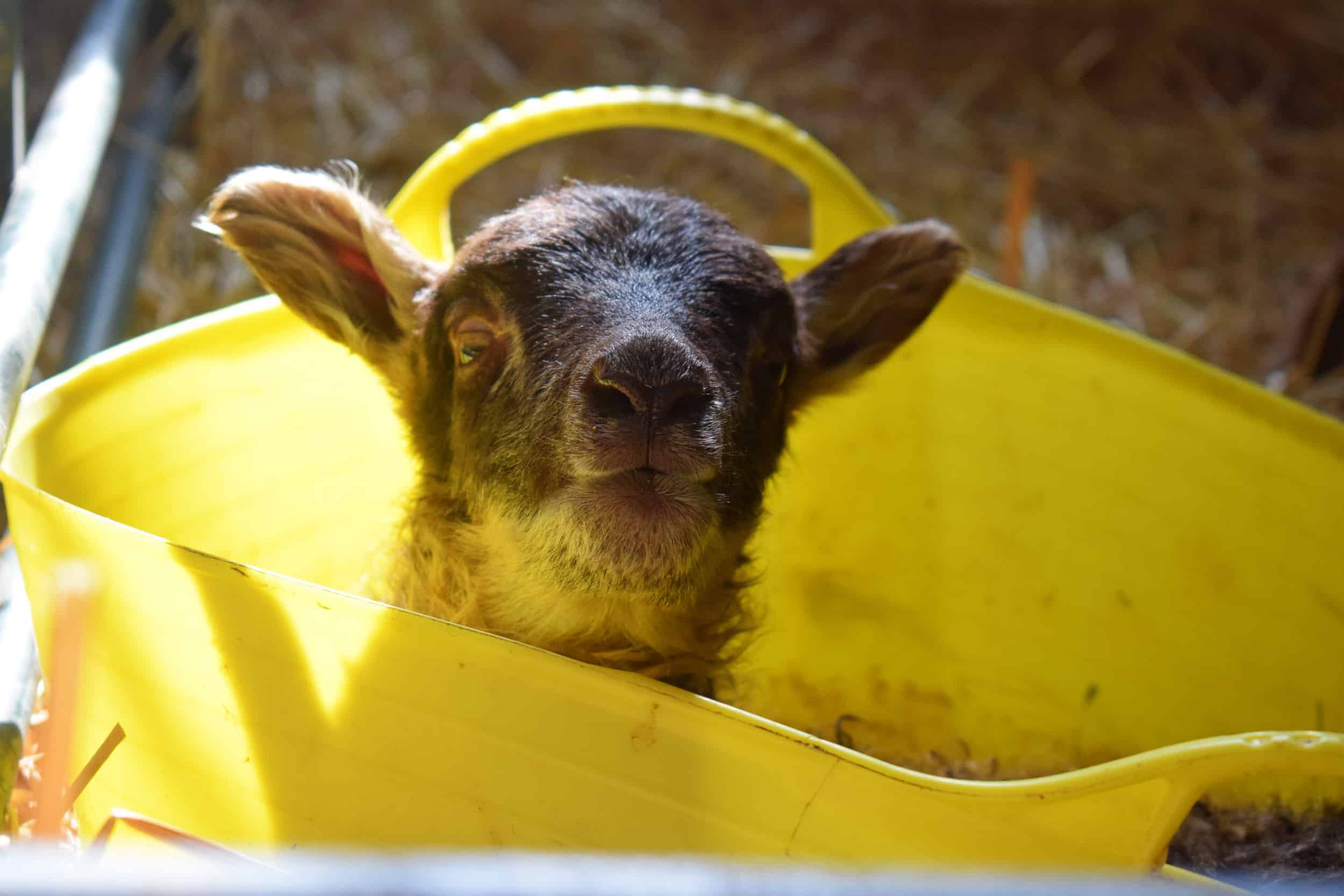bucket lamb