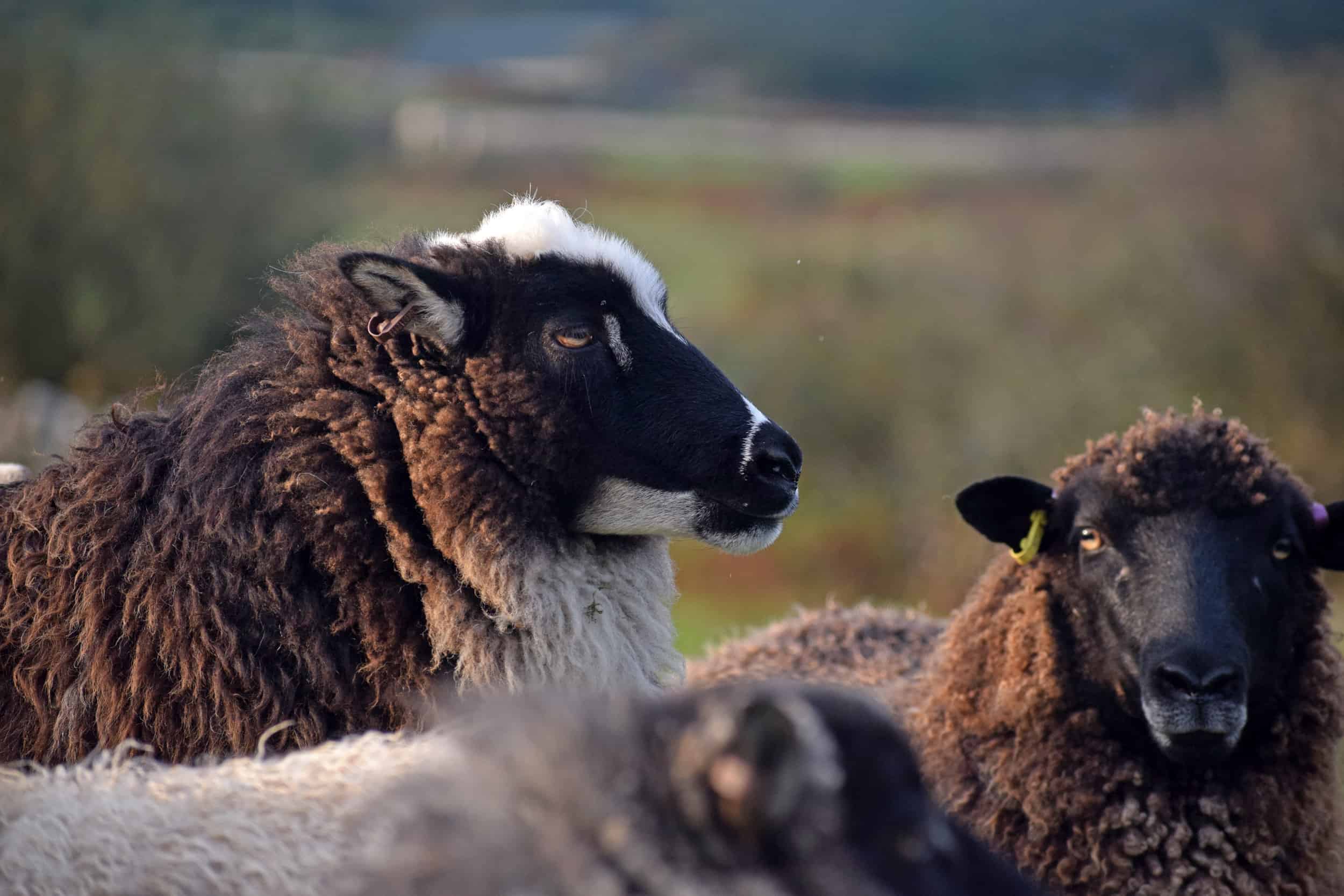Icelandic cross sheep