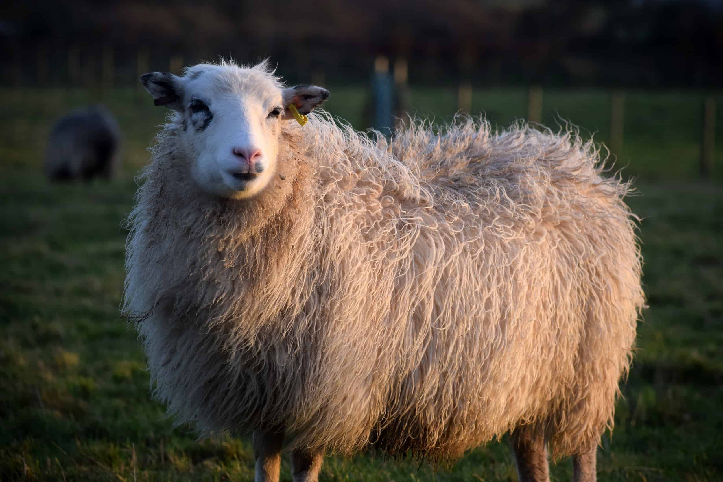 Mint icelandic cross sheep