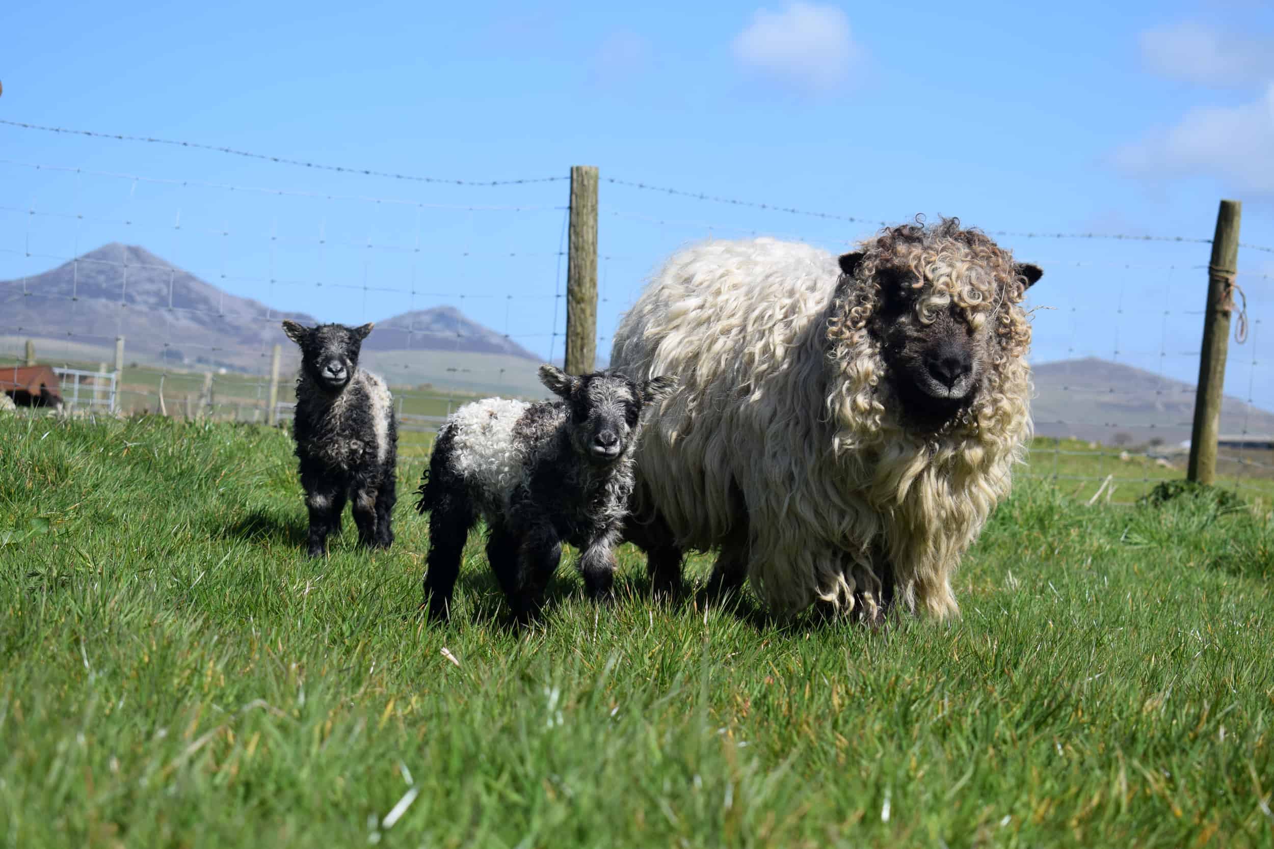 gfd ewe and lambs