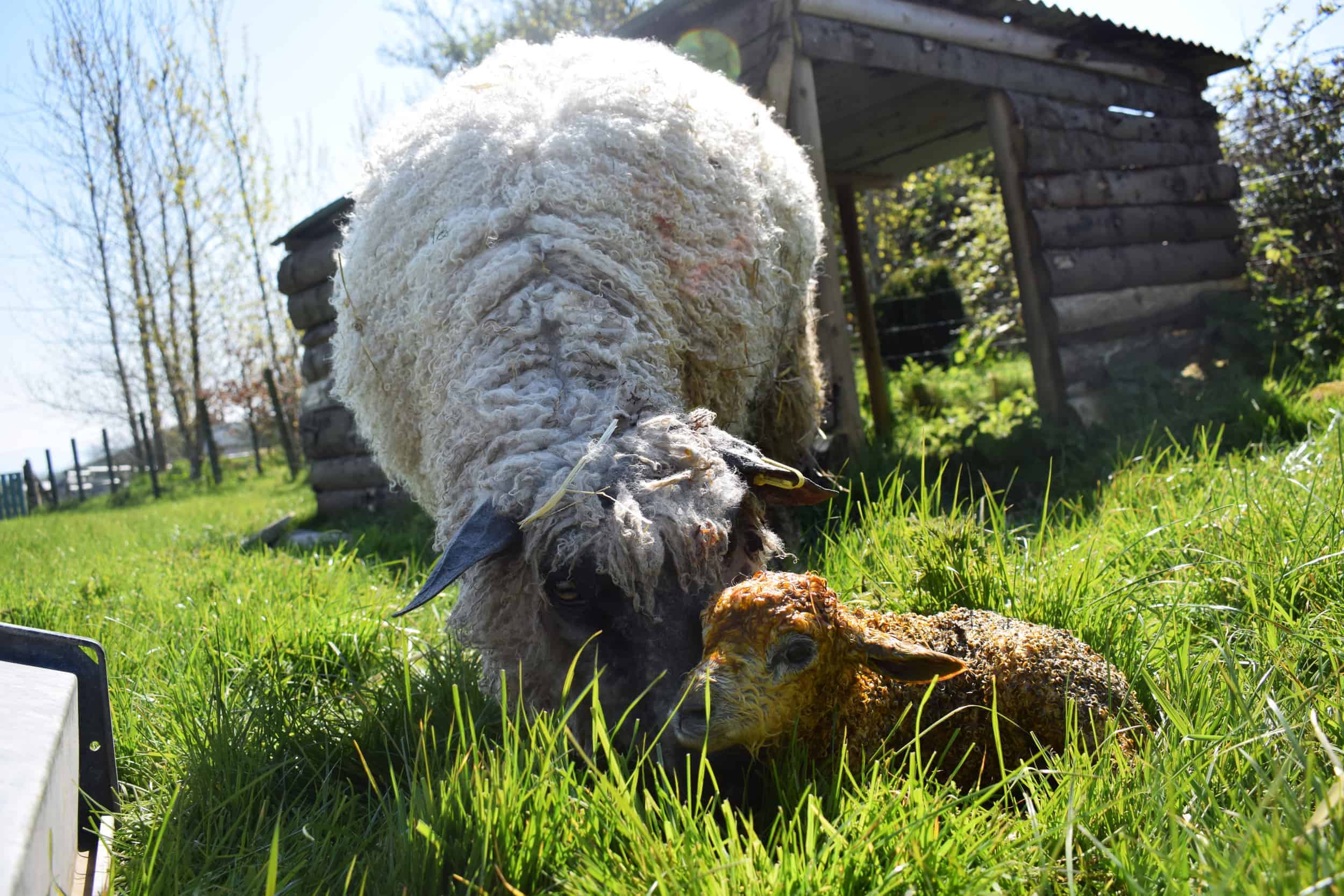 dobby wensleydale sheep newborn lamb