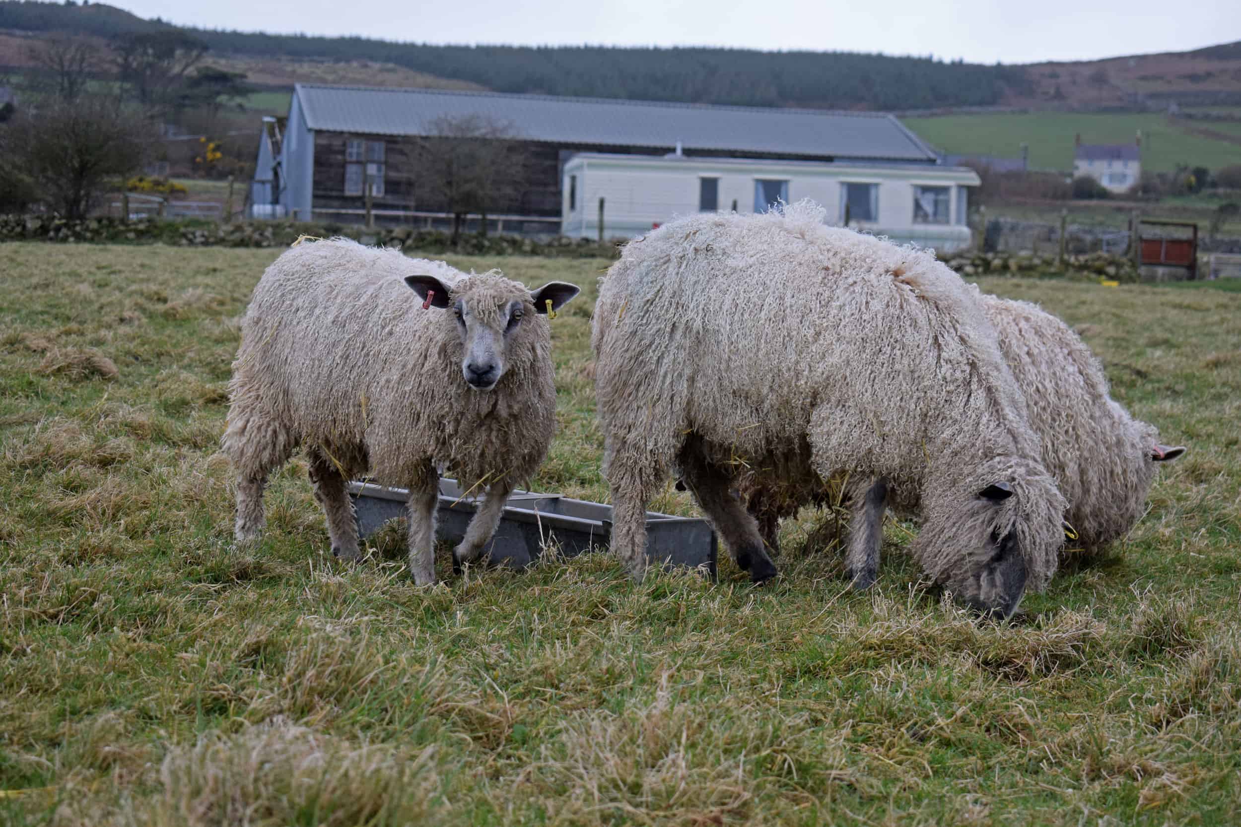 hermione texel x wensleydale patchwork sheep wool north wales