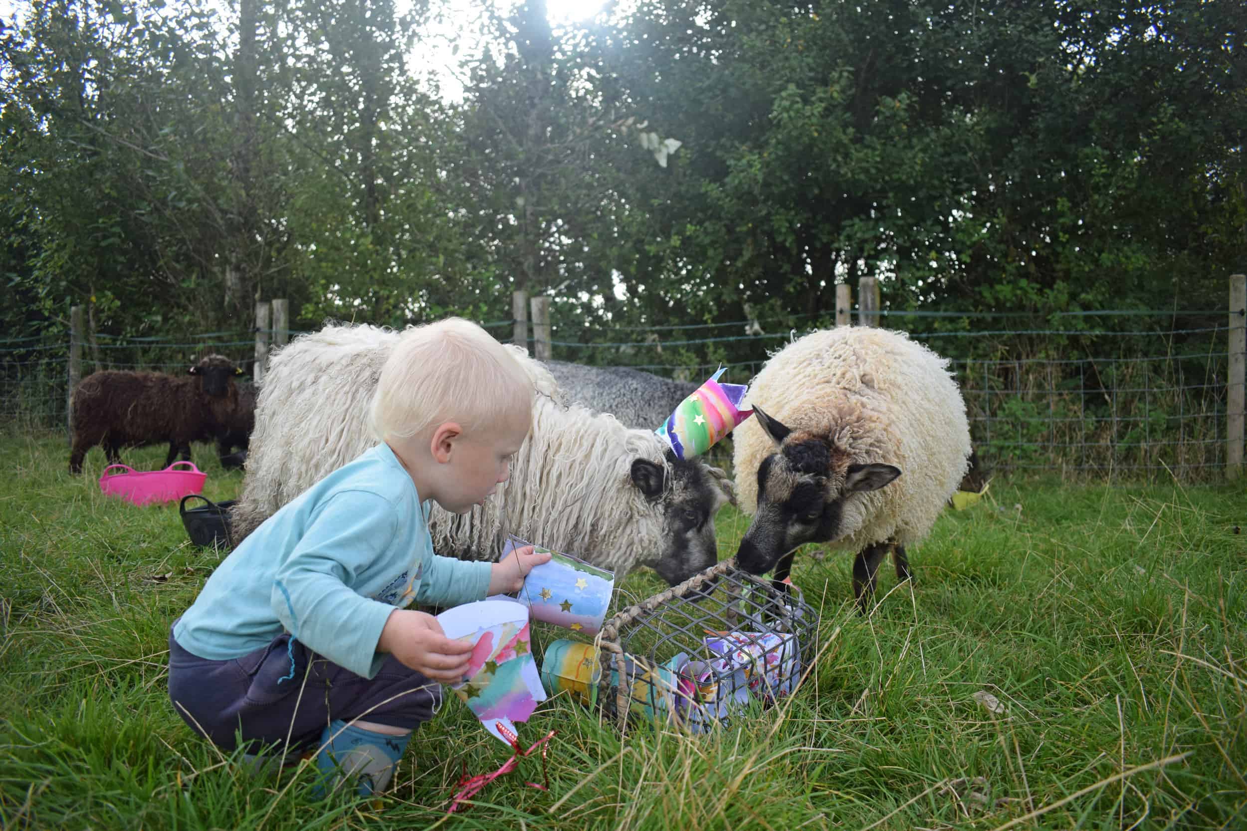 kids sheep party