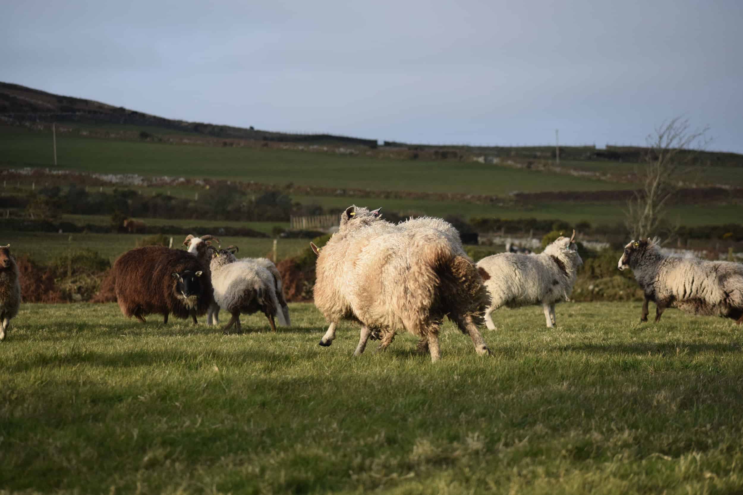 hermione texel x wensleydale patchwork sheep wool 2
