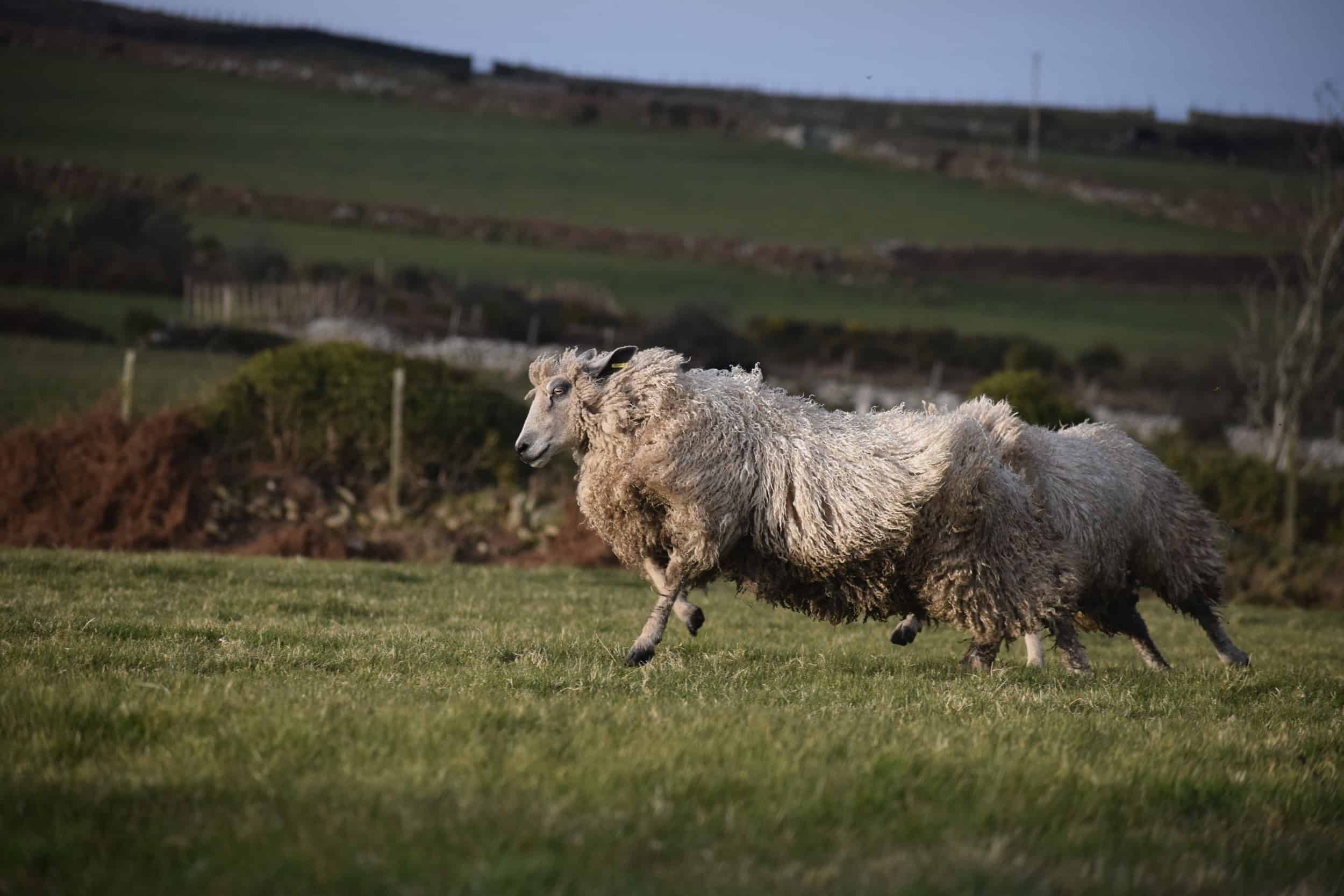hermione texel x wensleydale patchwork sheep wool 4