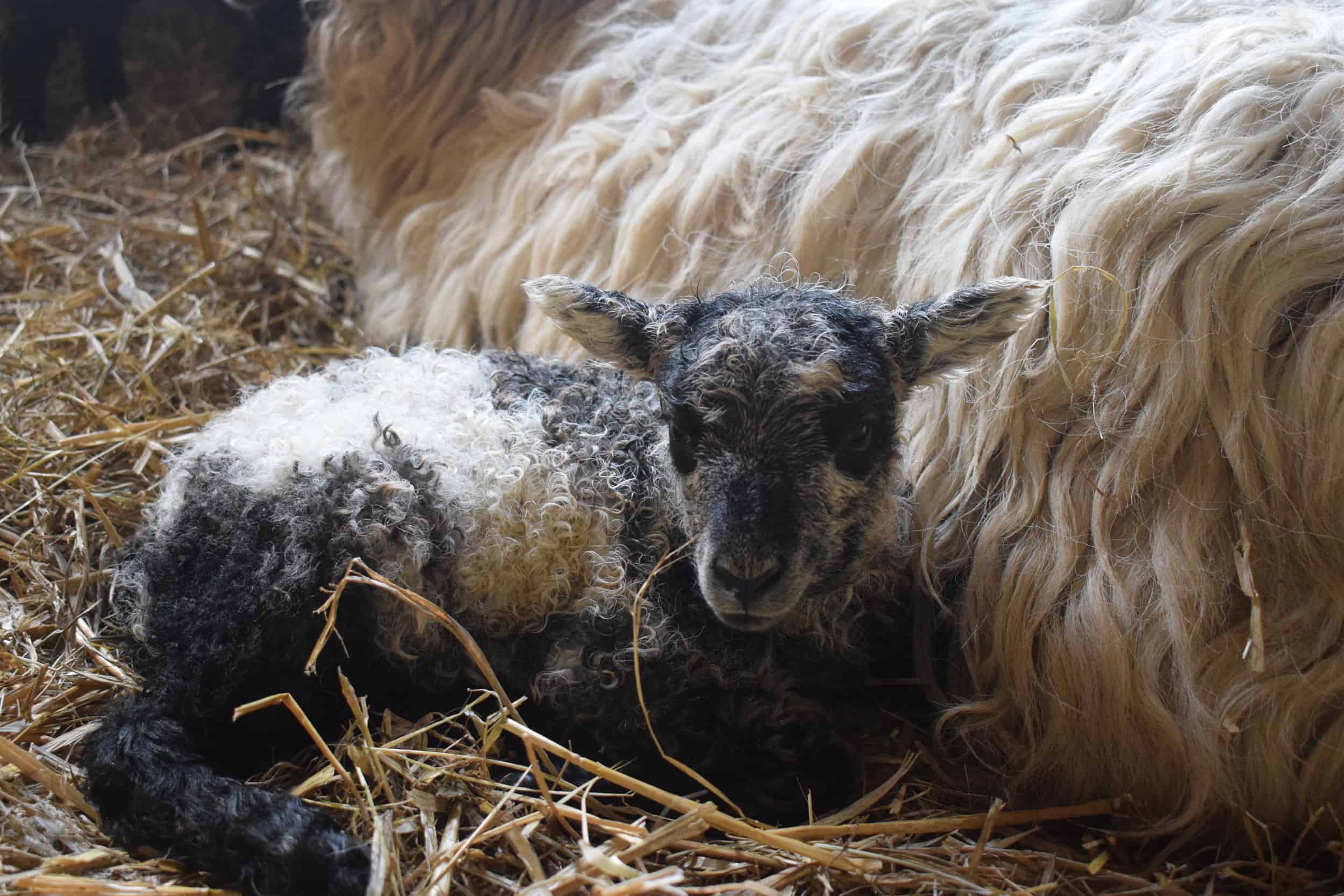 greyface dartmoor cross lamb