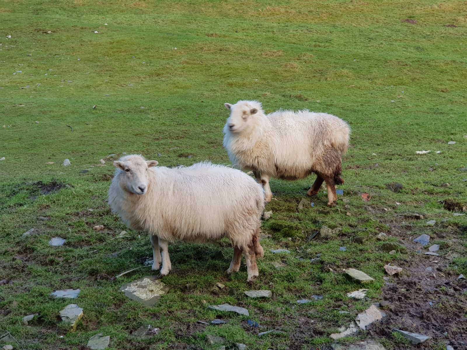 rescue sheep rehoming help
