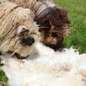 patchwork sheep felted fleece