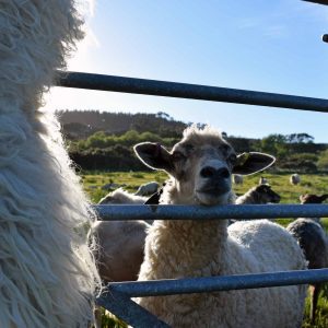 felted fleece sheepskin