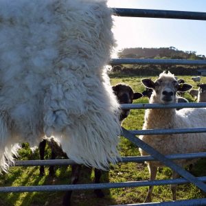 felted fleece