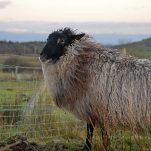 ivar viking sheep