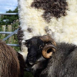 felted sheepskin fleece rug
