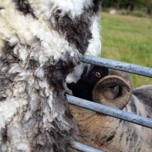sheep fleece rug smartie