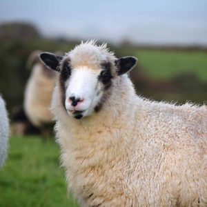 shamrock shetland cross sheep
