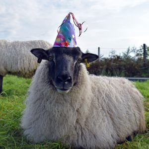 elder birthday card birthday sheep