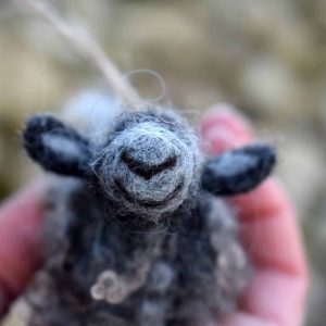 cute gotland sheep wool