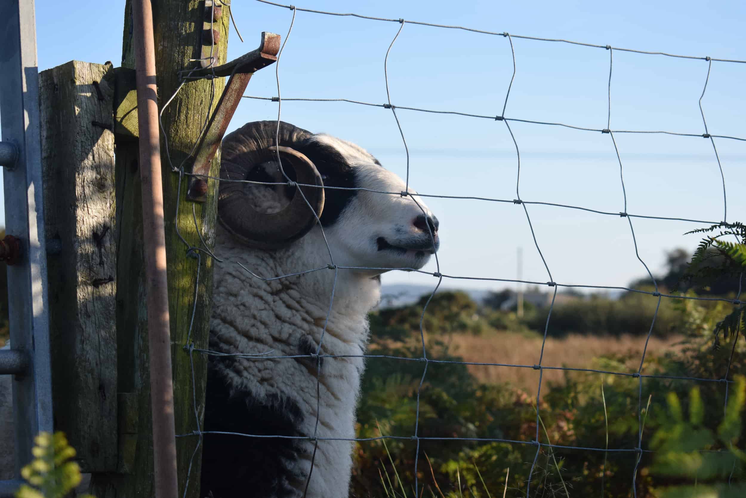 smartie jacob cross shetland sheep spotty ram dalmation sheep handsome british wool black and white 5