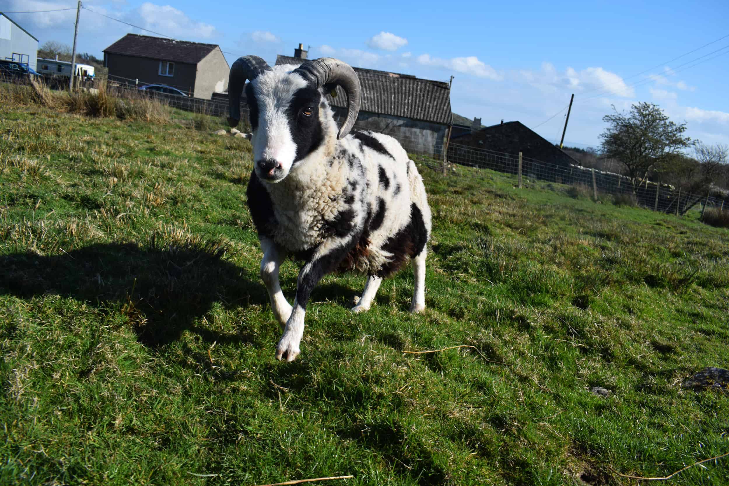 smartie jacob cross shetland sheep spotty ram dalmation sheep handsome british wool black and white