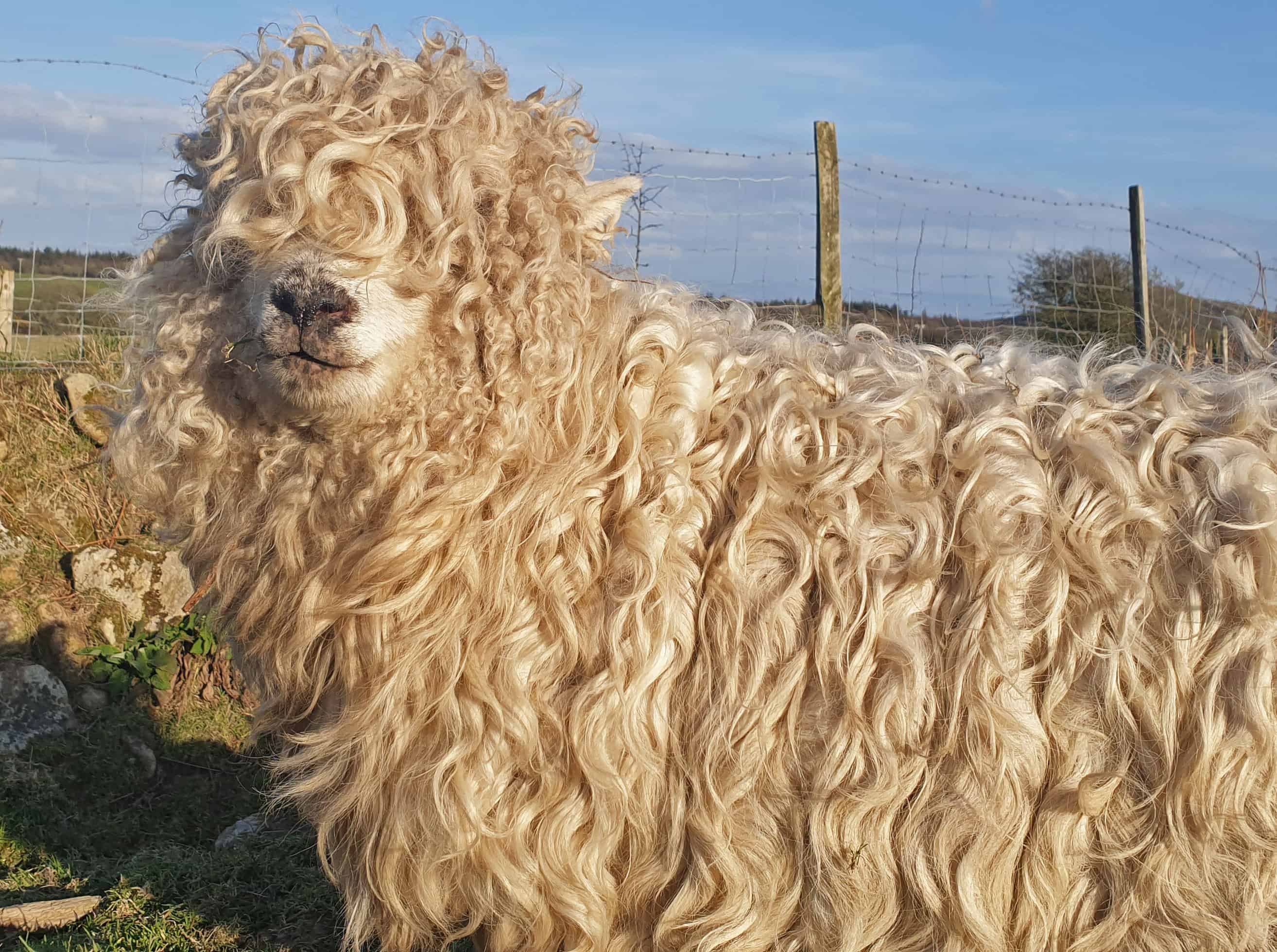 Merry gfd greyface dartmoor cute sheep vegetarian sheepskin rugs fleece grey face 2