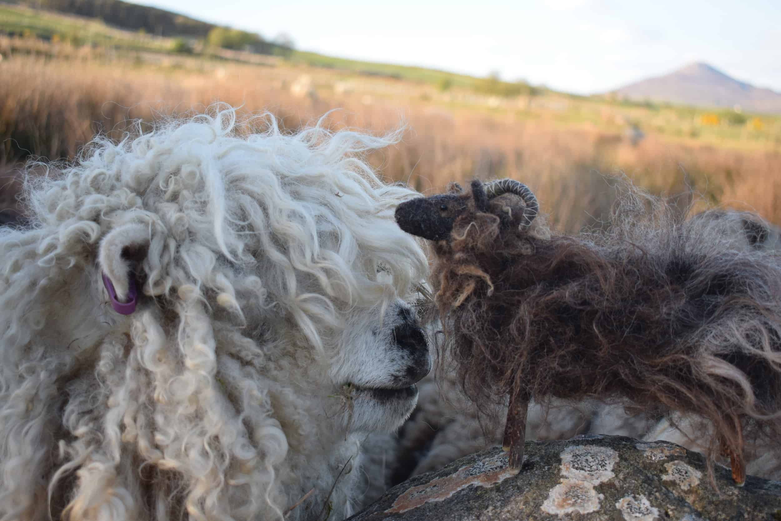 merry greyface dartmoor sheep needle felte sheep wool cute hairdo
