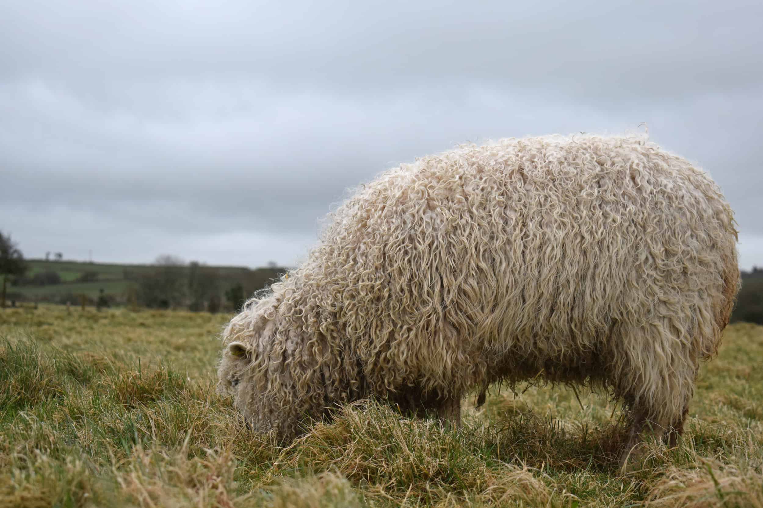 Porridge gotland cross greyface dartmoor sheep longwool patchwork curls white wool 3
