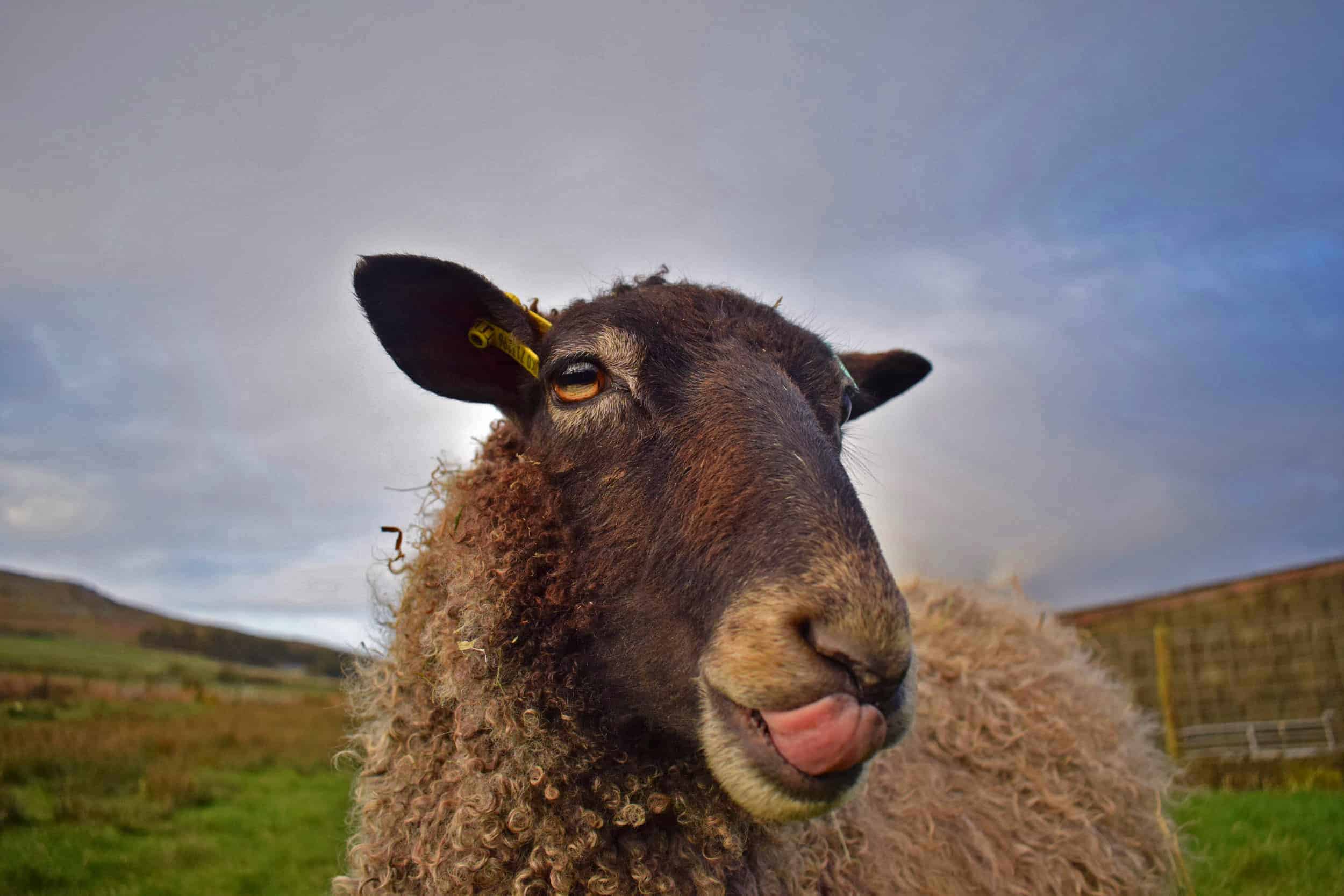 frieda gotland sheep grey