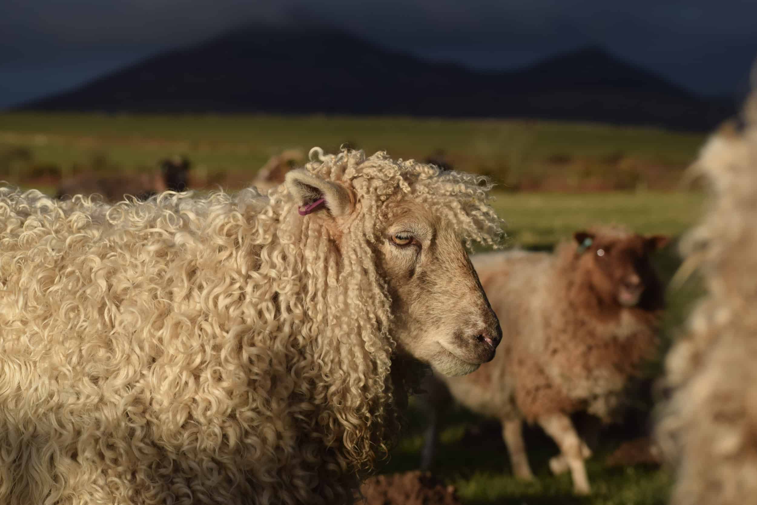 Porridge gotland cross greyface dartmoor sheep longwool patchwork curls white wool 2