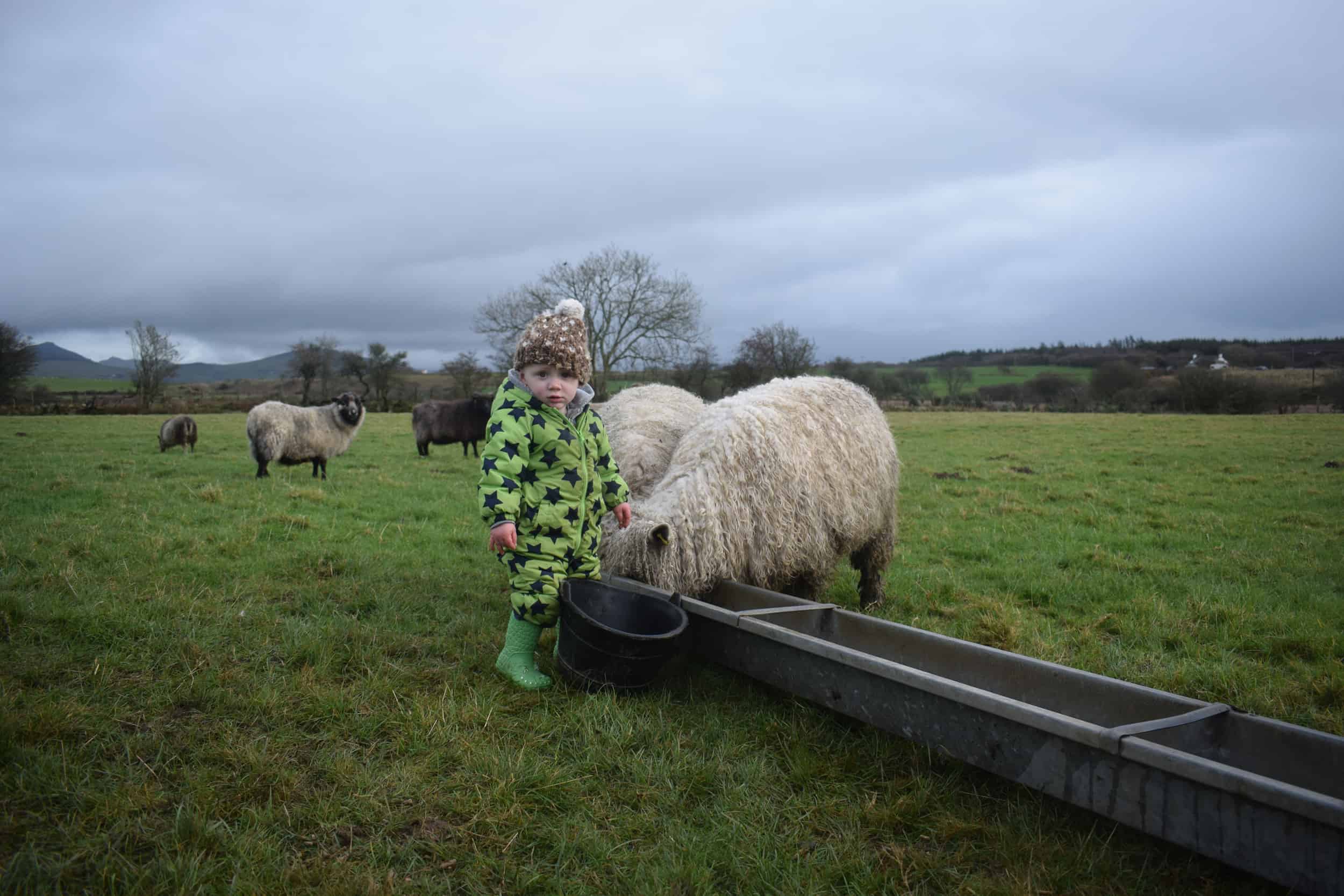 little farmer and alice wensleydale cross greyface dartmoor sheep