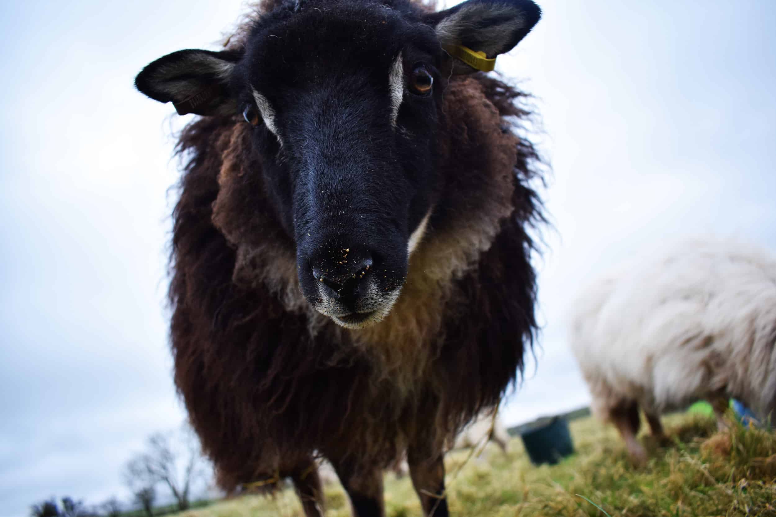 Pepsi mouflon black icelandic cross sheep
