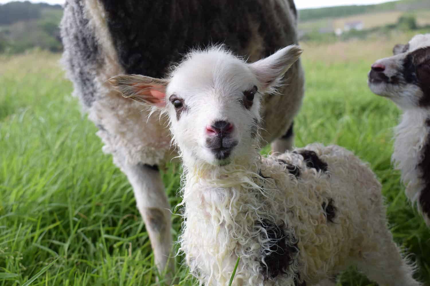 Dotty newborn lamb newlife