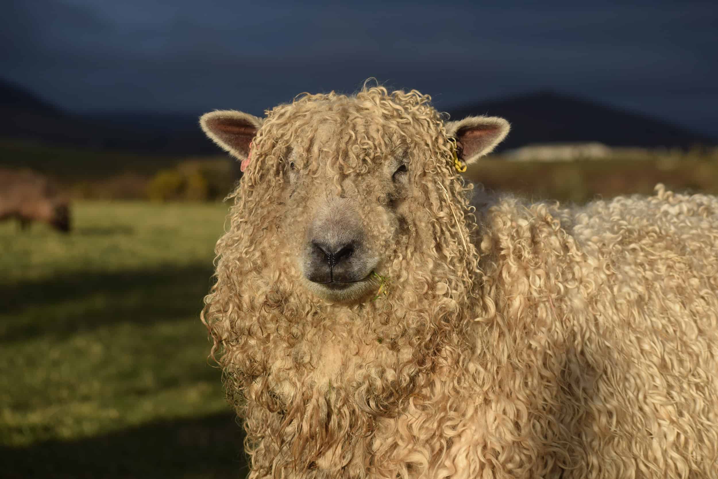 Alice patchwork sheep wensleydale cross greyface dartmoor gfd wool fiber